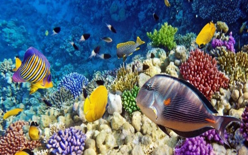 Летние чартеры в Египет из 11 городов России от Coral Travel